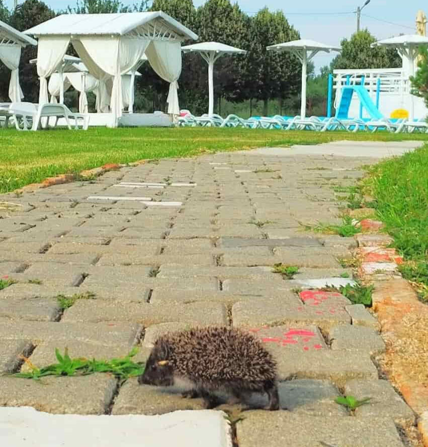 Un arici curios