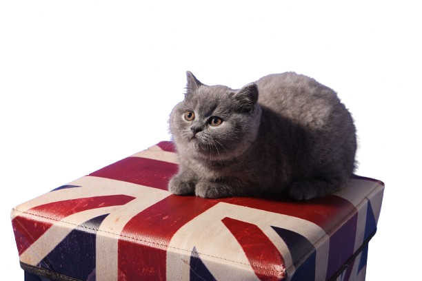 Error Cat Picture